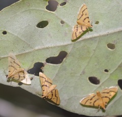 Dichocrocis