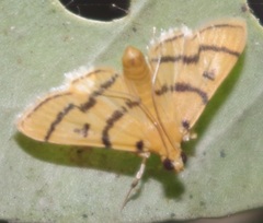 Dichocrocis