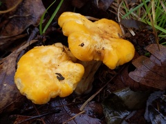 Cantharellus phasmatis