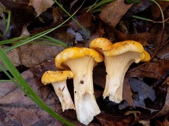 Cantharellus phasmatis