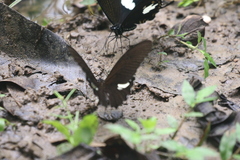 Papilio castor