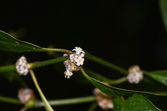 Palicourea axillaris