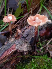 Collybiopsis dichroa