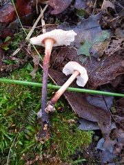 Collybiopsis dichroa