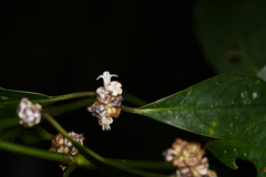 Palicourea axillaris