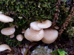 Hohenbuehelia angustata