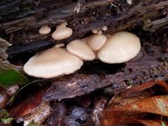 Hohenbuehelia angustata