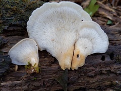 Hohenbuehelia angustata