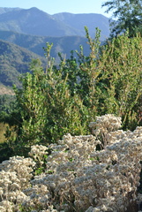 Pseudognaphalium viravira