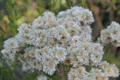 Pseudognaphalium viravira