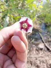 Oxystelma esculentum