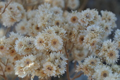 Pseudognaphalium viravira