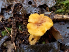 Cantharellus appalachiensis