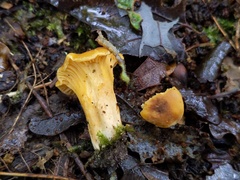 Cantharellus appalachiensis