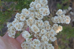 Pseudognaphalium viravira