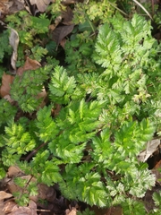 Anthriscus sylvestris