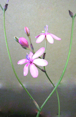 Freesia verrucosa