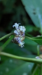 Palicourea axillaris