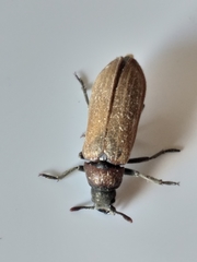 Rhipiceridae