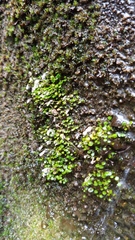 Utricularia striatula