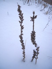 Pedicularis uralensis