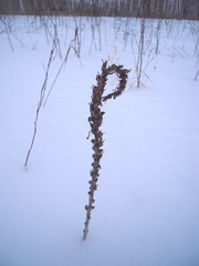 Pedicularis uralensis