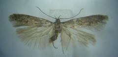 Xenolechia aethiops