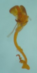 Xenolechia aethiops