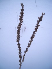 Pedicularis uralensis