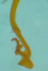 Xenolechia aethiops
