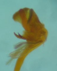 Xenolechia aethiops