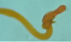 Xenolechia aethiops