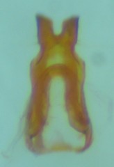 Xenolechia aethiops