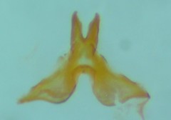 Xenolechia aethiops