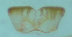 Xenolechia aethiops