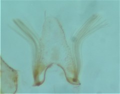 Xenolechia aethiops