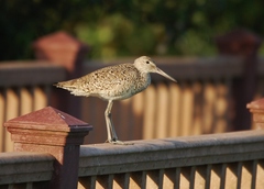 Tringa semipalmata semipalmata