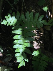 Adiantum latifolium