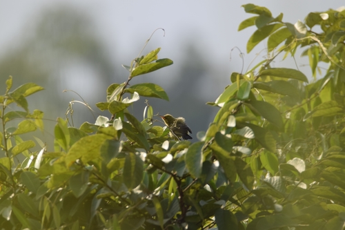 iNaturalist image