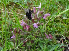 Bombus wurflenii