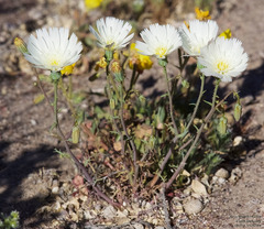 Calycoseris wrightii