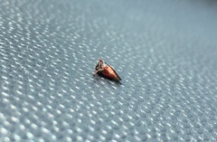 Enchenopa quadricolor