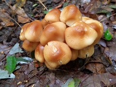 Marasmius cystidiosus