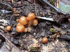 Marasmius cystidiosus