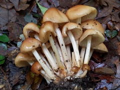 Marasmius cystidiosus