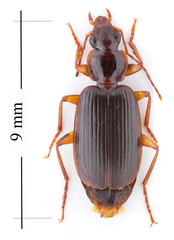 Cymindis platicollis
