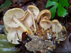 Marasmius cystidiosus