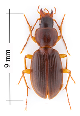 Synuchus impunctatus