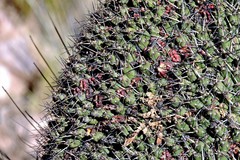Maihueniopsis molfinoi
