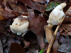 Hypomyces cervinus